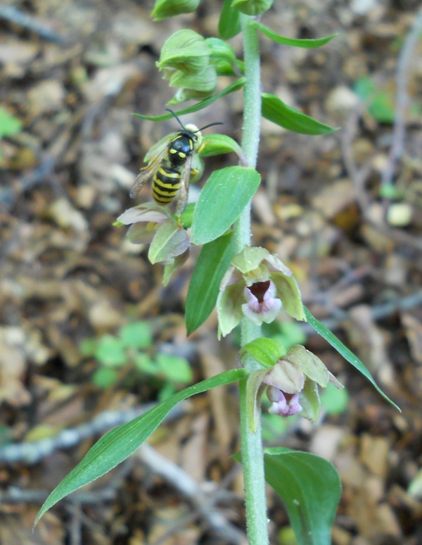 Vespula inpollinatore da identificare